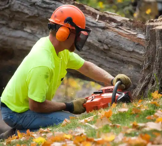 tree services Wake Forest